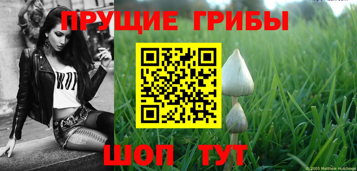 Галлюциногенные грибы Psilocybine cubensis Буйнакск